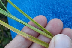 Carex adusta