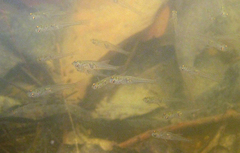 Gobiopterus macrolepis