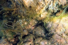 Pugnaso curtirostris