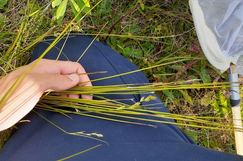 Image of Carex adusta by (c) Quinten Wiegersma, some rights reserved (CC BY)