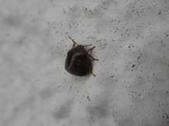 Megacopta punctatissima