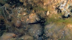 Pugnaso curtirostris