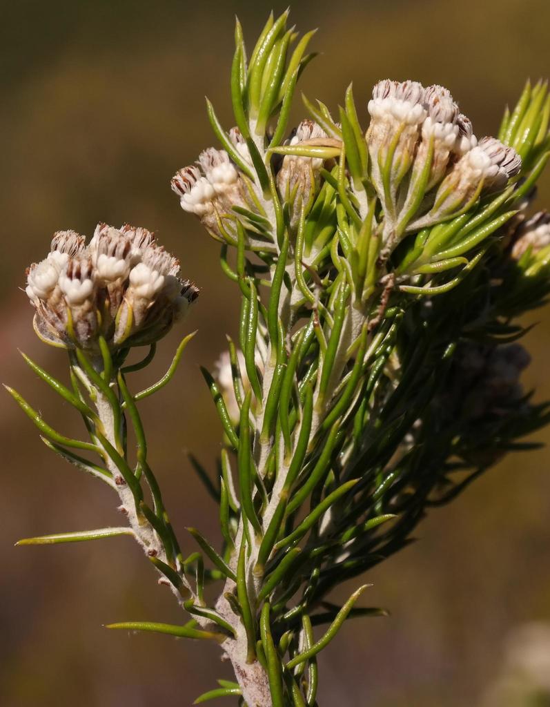 Pale Blombush