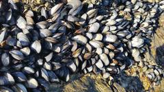 Choromytilus meridionalis
