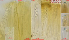 Chloroscypha alutipes