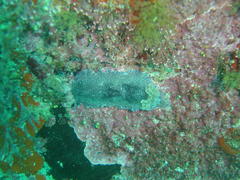 Dendrodoris caesia
