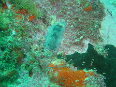 Dendrodoris caesia