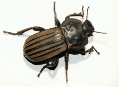 Anomalipus expansicollis thoracicus