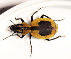 Graphipterus cordiger