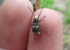 Platystomos albinus