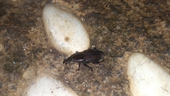 Odoiporus longicollis