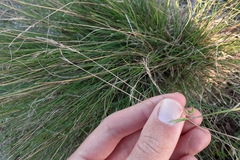 Festuca trachyphylla