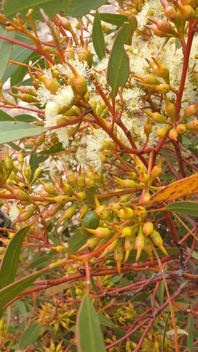 Image of Eucalyptus socialis by (c) Rosalie Lawrence, some rights reserved (CC BY)