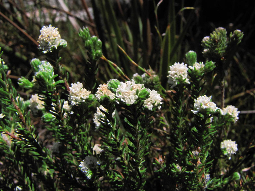 Brunia thomae