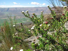 Phylica nervosa