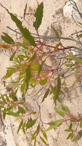 Image of Eucalyptus socialis by (c) Rosalie Lawrence, some rights reserved (CC BY)
