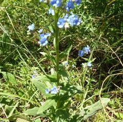 Myosotis afropalustris