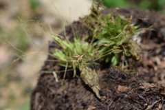 Platystele oxyglossa