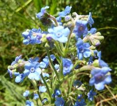Myosotis afropalustris