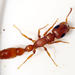 Natalensis-group Slender Ants - Photo (c) riana60, some rights reserved (CC BY-NC), uploaded by riana60