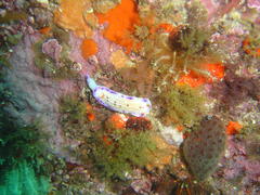 Hypselodoris capensis