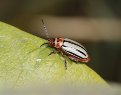 Disonycha alternata