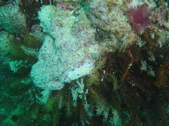 Hypselodoris capensis