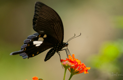 Papilio nephelus chaonulus