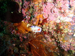 Hypselodoris capensis
