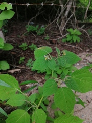 Physalis virginiana