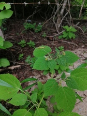 Physalis virginiana