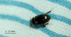 Aphodiini