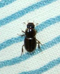 Aphodiini