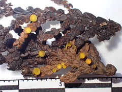 Chloroscypha alutipes