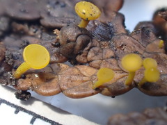 Chloroscypha alutipes