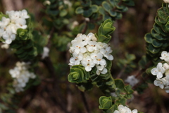 Pimelea flava dichotoma