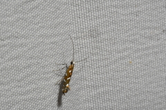 Parectopa pennsylvaniella