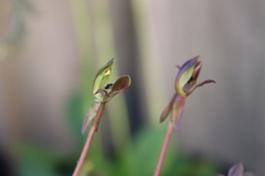 Chiloglottis trapeziformis