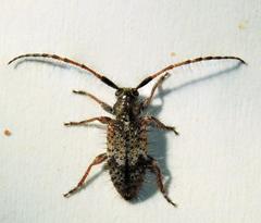 Exocentrus echinulus echinulus