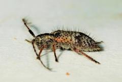 Exocentrus echinulus echinulus