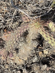 Cylindropuntia prolifera