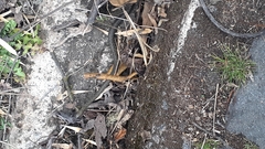 Erythrolamprus epinephalus albiventris