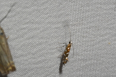 Parectopa pennsylvaniella