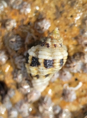 Paciocinebrina circumtexta