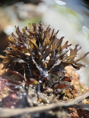 Chondrus