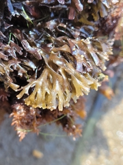 Chondrus