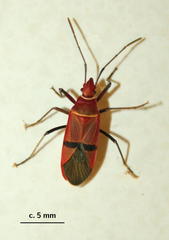 Dysdercus fasciatus