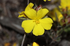 Hibbertia virgata