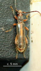 Ossibia fuscata