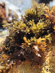 Chondrus